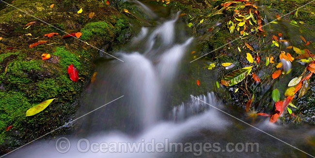 Dorrigo National Park waterfall photo