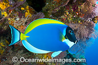 Powderblue Surgeonfish Christmas Island Photo - Gary Bell