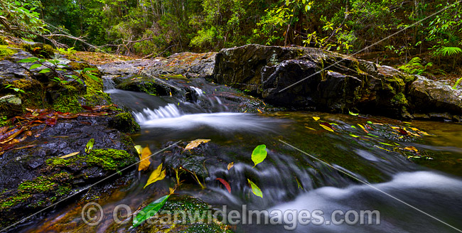 Dorrigo National Park waterfall photo