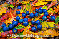 Rainforest Fruits Photo - Gary Bell