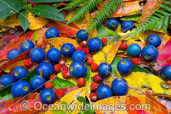 Rainforest Fruit and leaves photo Rainforest Fruit and leaves photo