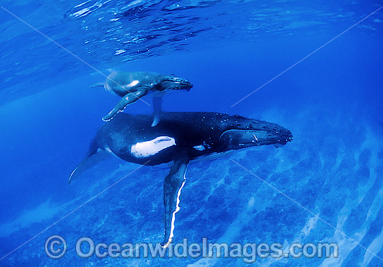 Humpback Whale (Megaptera novaeangliae) - mother with calf underwater. Found throughout the world's oceans in both tropical and polar areas, depending on the season. Classified as Vulnerable on the 2000 IUCN Red List. Photo - Gary Bell