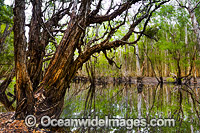 Paperbark Swamp Photo - Gary Bell