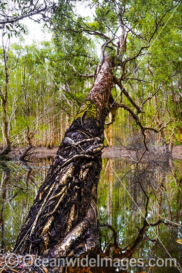 Australian Paperbark Forest photo