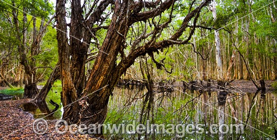Paperbark Forest photo
