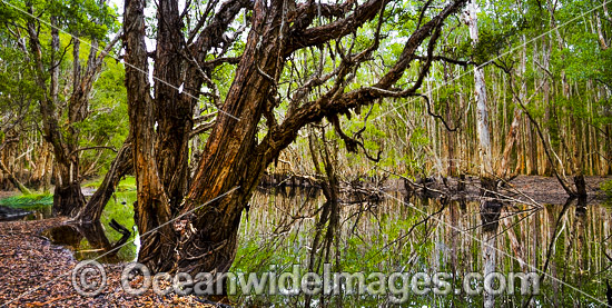 Paperbark Forest photo Paperbark Forest photo