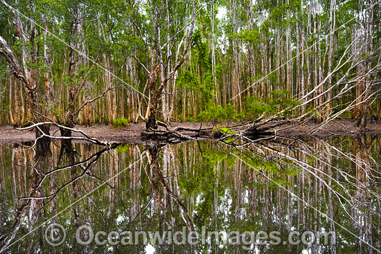 Australian Paperbark Forest photo