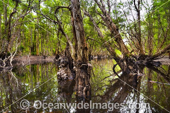 Australian Paperbark Forest photo