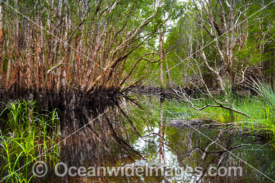 Paperbark Forest photo Paperbark Forest photo