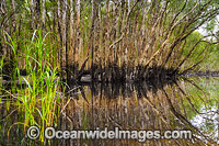 Australian Paperbark Forest Photo - Gary Bell