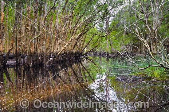 Paperbark Swamp photo