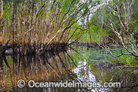 Paperbark Swamp Photo - Gary Bell