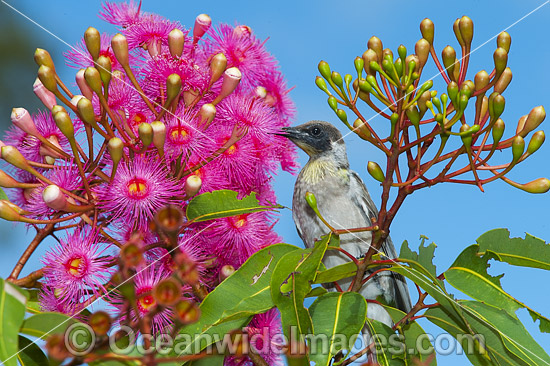 Noisy Miner in flowering gum tree photo