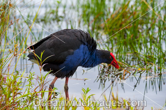Purple Swamphen photo Purple Swamphen photo