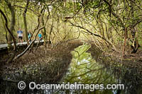 Mangroves Coffs Harbour Photo - Gary Bell