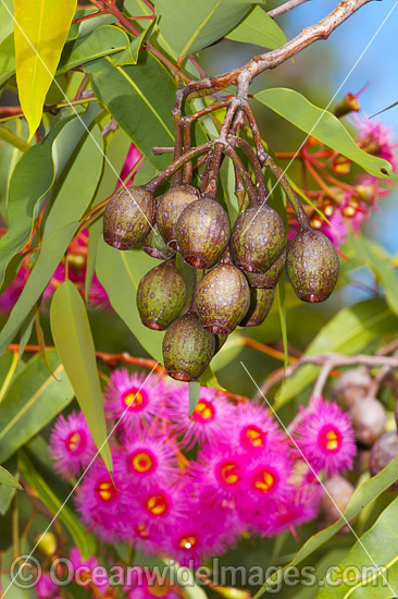 Australian gum nuts and flowers photo