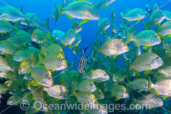 Old Wife (Enoplosus armatus), with schooling Tarwhine (Rhabdosargus sarba) also known as Silver Bream. Photo taken at the Solitary Islands, Coffs Harbour, New South Wales, Australia. Photo - Gary Bell