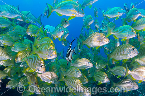 Old Wife (Enoplosus armatus), with schooling Tarwhine (Rhabdosargus sarba) also known as Silver Bream. Photo taken at the Solitary Islands, Coffs Harbour, New South Wales, Australia. Photo - Gary Bell Old Wife (Enoplosus armatus), with schooling Tarwhine (Rhabdosargus sarba) also known as Silver Bream. Photo taken at the Solitary Islands, Coffs Harbour, New South Wales, Australia. Photo - Gary Bell