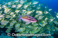 Black-spot Goatfish and Tarwhine Photo - Gary Bell