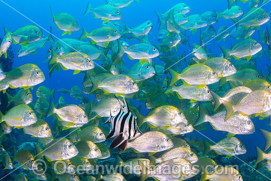 Old Wife (Enoplosus armatus), with schooling Tarwhine (Rhabdosargus sarba) also known as Silver Bream. Photo taken at the Solitary Islands, Coffs Harbour, New South Wales, Australia. Photo - Gary Bell