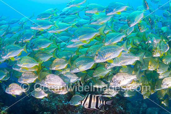 Old Wife (Enoplosus armatus), with schooling Tarwhine (Rhabdosargus sarba) also known as Silver Bream. Photo taken at the Solitary Islands, Coffs Harbour, New South Wales, Australia. Photo - Gary Bell Old Wife (Enoplosus armatus), with schooling Tarwhine (Rhabdosargus sarba) also known as Silver Bream. Photo taken at the Solitary Islands, Coffs Harbour, New South Wales, Australia. Photo - Gary Bell