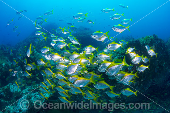 Schooling Eastern Pomfred (Schuettea scalaripinnis). Found along the south-eastern coast of Australia. Photo taken at the Solitary Islands, Coffs Harbour, New South Wales, Australia. Photo - Gary Bell Schooling Eastern Pomfred (Schuettea scalaripinnis). Found along the south-eastern coast of Australia. Photo taken at the Solitary Islands, Coffs Harbour, New South Wales, Australia. Photo - Gary Bell