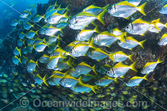 Schooling Eastern Pomfred (Schuettea scalaripinnis) and Black-tipped Bullseye (Pempheris affinis). Photo was taken at the Solitary Islands, Coffs Harbour, NSW, Australia. Photo - Gary Bell Schooling Eastern Pomfred (Schuettea scalaripinnis) and Black-tipped Bullseye (Pempheris affinis). Photo was taken at the Solitary Islands, Coffs Harbour, NSW, Australia. Photo - Gary Bell