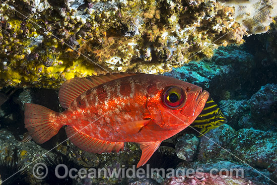 Blotched Bigeye Solitary Islands photo Blotched Bigeye Solitary Islands photo