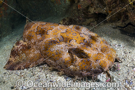 Banded Wobbegong Shark photo