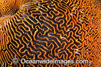 Brain Coral Christmas Island Photo - Gary Bell