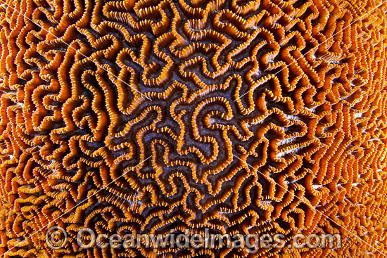 Brain Coral (Platygyra sp.), showing close detail of the coral. Found throughout the Indo-West Pacific, including the Great Barrier Reef, Australia. Photo taken at Christmas Island, Australia. Photo - Gary Bell