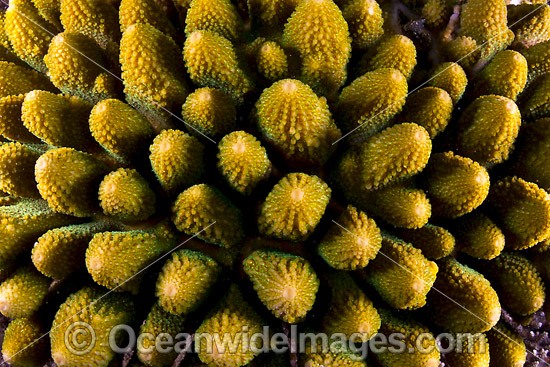 Hard Coral (Acropora sp.), showing close detail of the coral. Found throughout the Indo-West Pacific, including the Great Barrier Reef, Australia. Photo taken at Christmas Island, Australia. Photo - Gary Bell