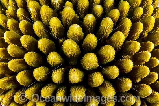 Hard Coral (Acropora sp.), showing close detail of the coral. Found throughout the Indo-West Pacific, including the Great Barrier Reef, Australia. Photo taken at Christmas Island, Australia. Photo - Gary Bell