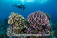 Hard Coral Christmas Island Photo - Gary Bell