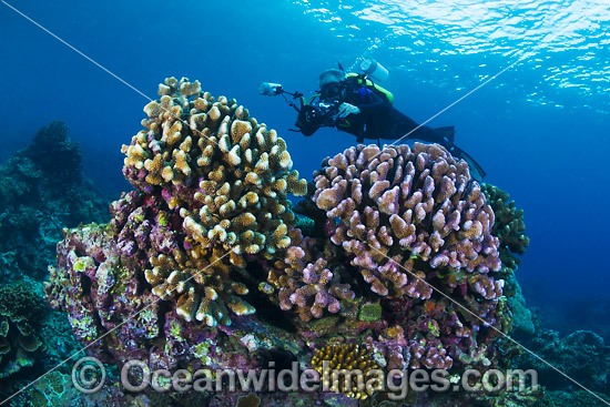 Underwater Photographer diving Christmas Island photo