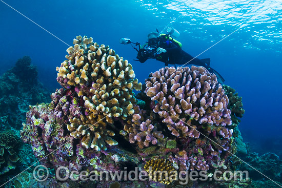 Underwater photographer exploring and photographing a tropical coral (Pocillopora eydouxi) at Christmas Island, Indian Ocean, Australia. Photo - Gary Bell Underwater photographer exploring and photographing a tropical coral (Pocillopora eydouxi) at Christmas Island, Indian Ocean, Australia. Photo - Gary Bell