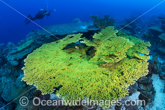 Underwater photographer exploring and photographing a tropical coral reef at Christmas Island, Indian Ocean, Australia. Photo - Gary Bell Underwater photographer exploring and photographing a tropical coral reef at Christmas Island, Indian Ocean, Australia. Photo - Gary Bell
