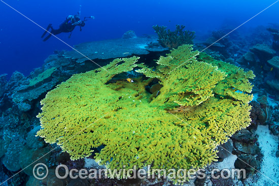 Scuba Diver at Christmas Island photo