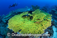 Scuba Diver at Christmas Island Photo - Gary Bell