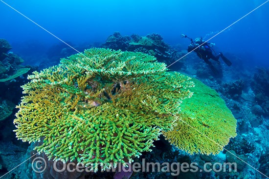 Coral Reef Christmas Island photo