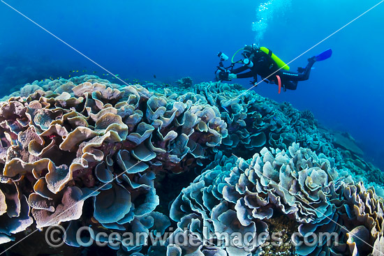 Underwater photographer exploring and photographing a tropical coral (possibly: Echinopora sp.) at Christmas Island, Indian Ocean, Australia. Photo - Gary Bell Underwater photographer exploring and photographing a tropical coral (possibly: Echinopora sp.) at Christmas Island, Indian Ocean, Australia. Photo - Gary Bell