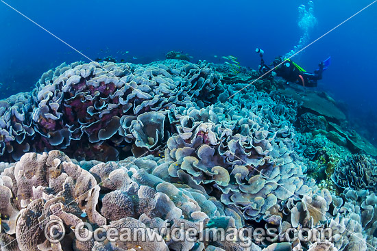 Coral Reef Christmas Island photo