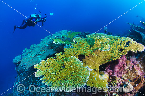 Coral Reef Christmas Island photo