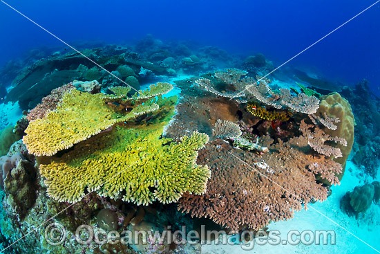 Christmas Island Coral Reef photo