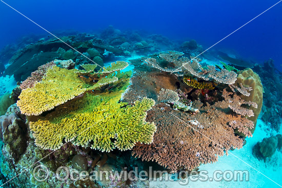 Christmas Island Coral Reef photo Christmas Island Coral Reef photo