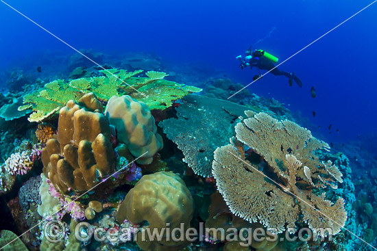 Underwater photographer exploring and photographing a tropical coral reef at Christmas Island, Indian Ocean, Australia. Photo - Gary Bell Underwater photographer exploring and photographing a tropical coral reef at Christmas Island, Indian Ocean, Australia. Photo - Gary Bell