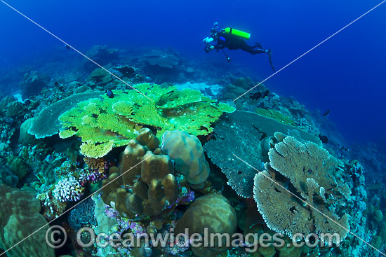 Underwater photographer exploring and photographing a tropical coral reef at Christmas Island, Indian Ocean, Australia. Photo - Gary Bell Underwater photographer exploring and photographing a tropical coral reef at Christmas Island, Indian Ocean, Australia. Photo - Gary Bell