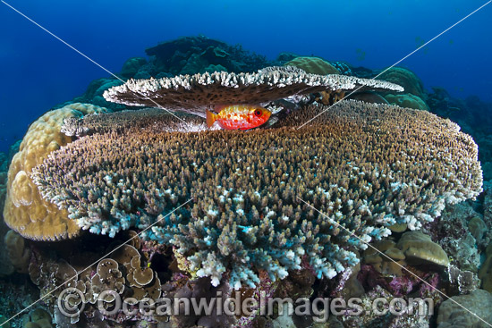 Blotched Bigeye in Coral Christmas Island photo