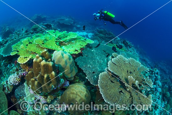 Underwater photographer exploring and photographing a tropical coral reef at Christmas Island, Indian Ocean, Australia. Photo - Gary Bell