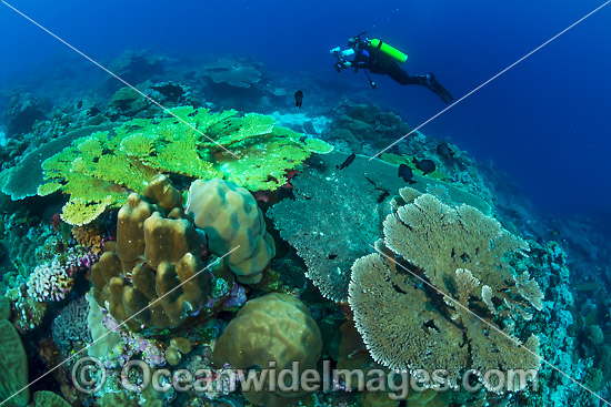 Underwater photographer exploring and photographing a tropical coral reef at Christmas Island, Indian Ocean, Australia. Photo - Gary Bell Underwater photographer exploring and photographing a tropical coral reef at Christmas Island, Indian Ocean, Australia. Photo - Gary Bell